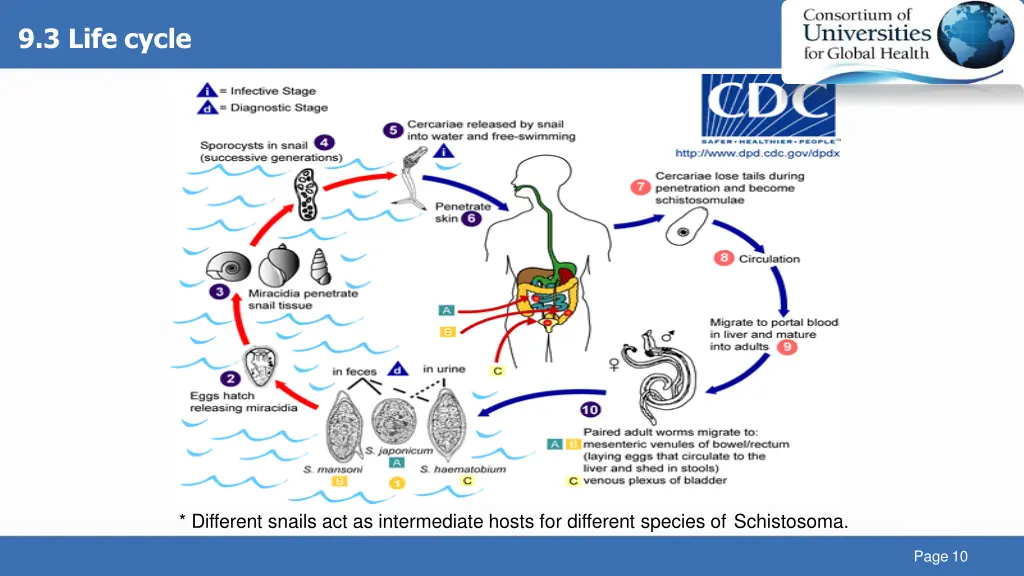 9 3 life cycle