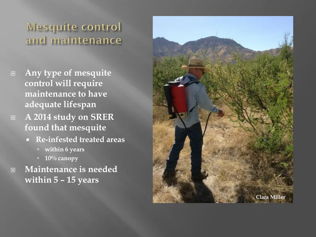 any type of mesquite control will require