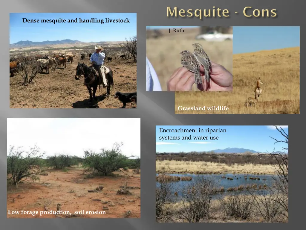 dense mesquite and handling livestock