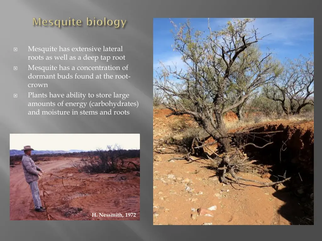 mesquite has extensive lateral roots as well