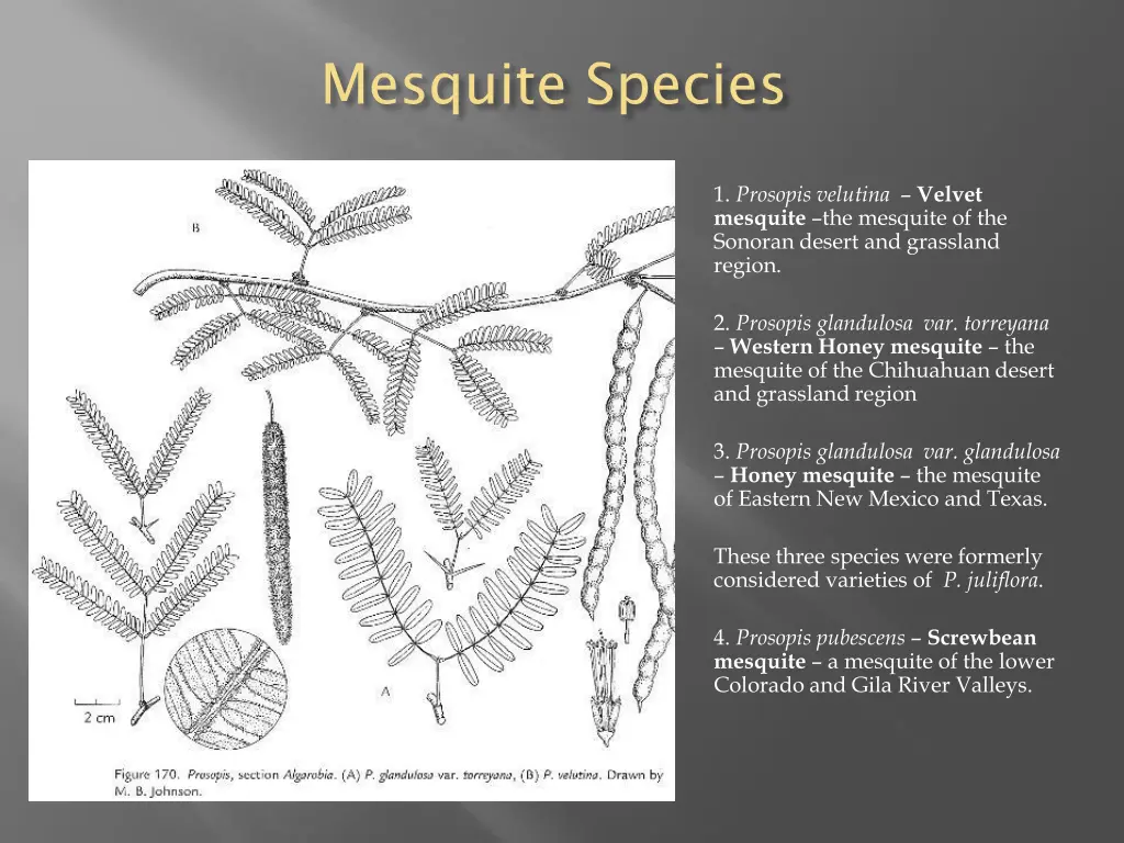 mesquite species