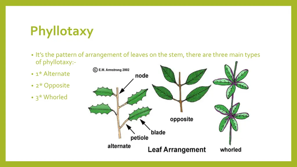 phyllotaxy