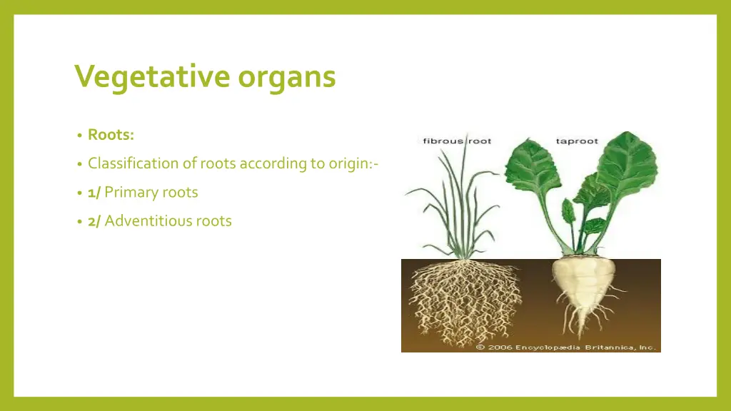 vegetative organs