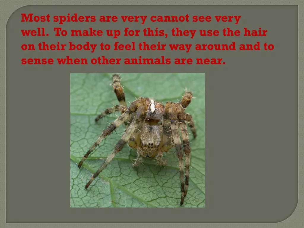 most spiders are very cannot see very well