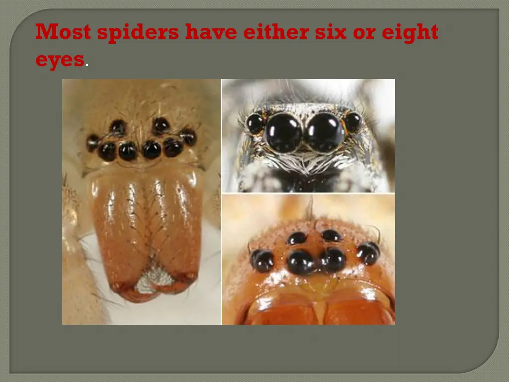 most spiders have either six or eight eyes