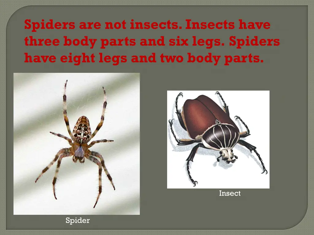 spiders are not insects insects have three body