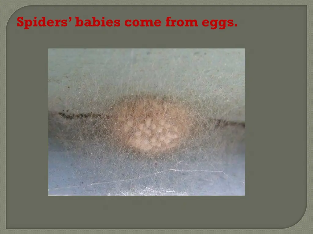 spiders babies come from eggs