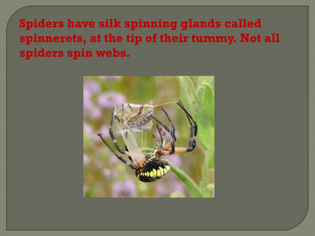 spiders have silk spinning glands called