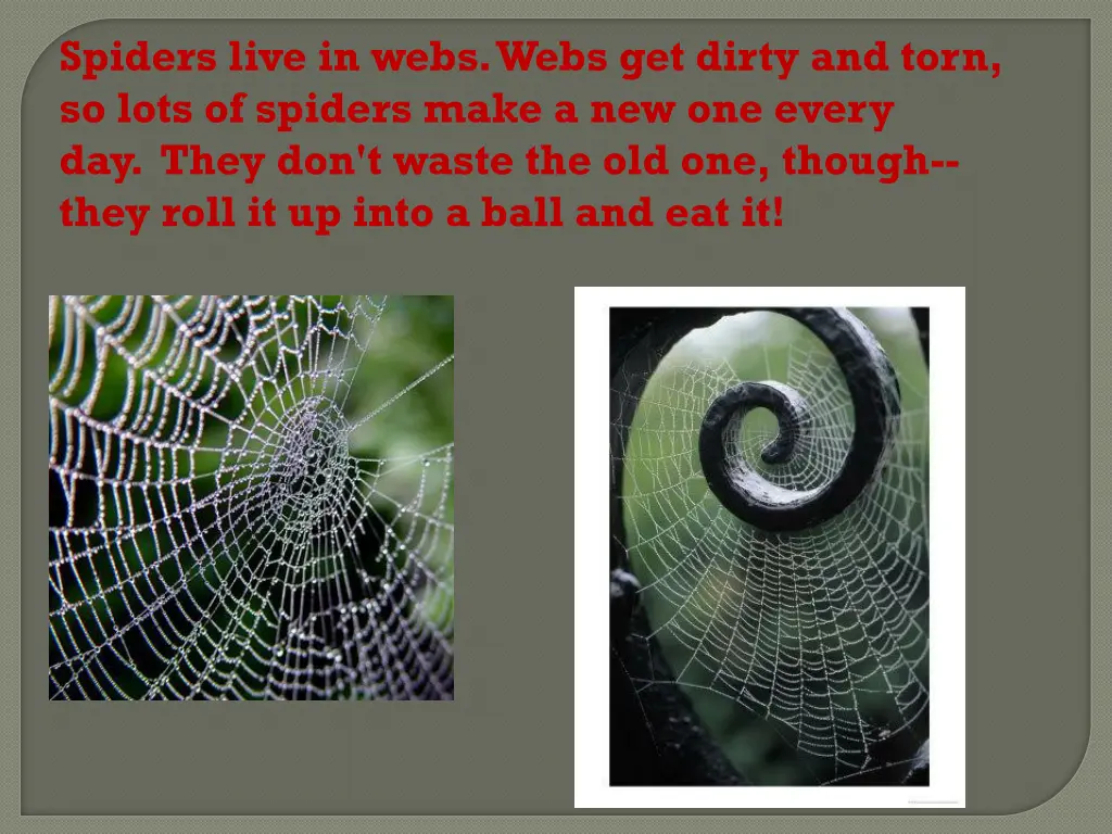 spiders live in webs webs get dirty and torn