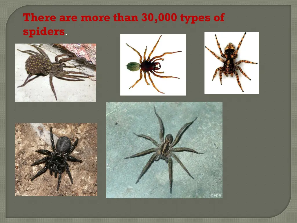 there are more than 30 000 types of spiders