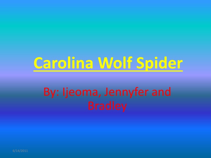 carolina wolf spider