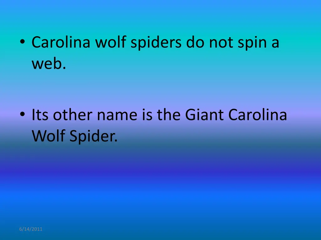 carolina wolf spiders do not spin a web