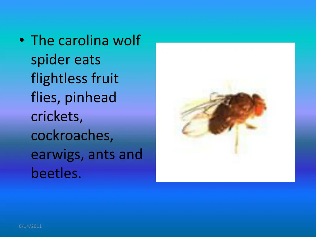 the carolina wolf spider eats flightless fruit