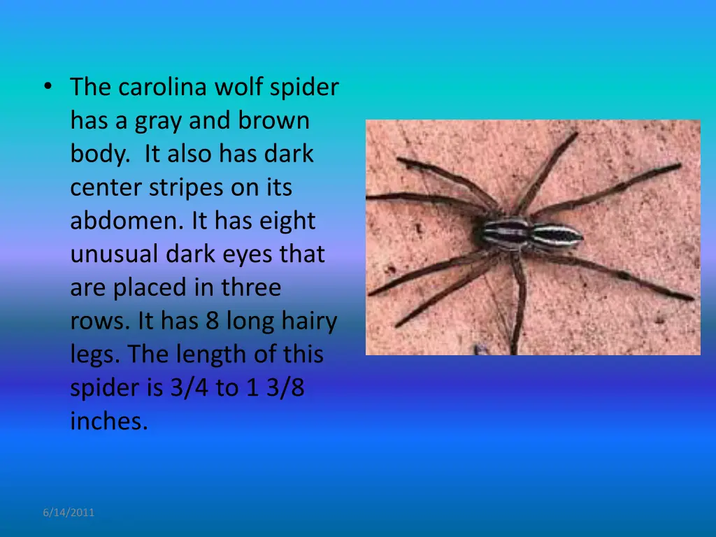 the carolina wolf spider has a gray and brown