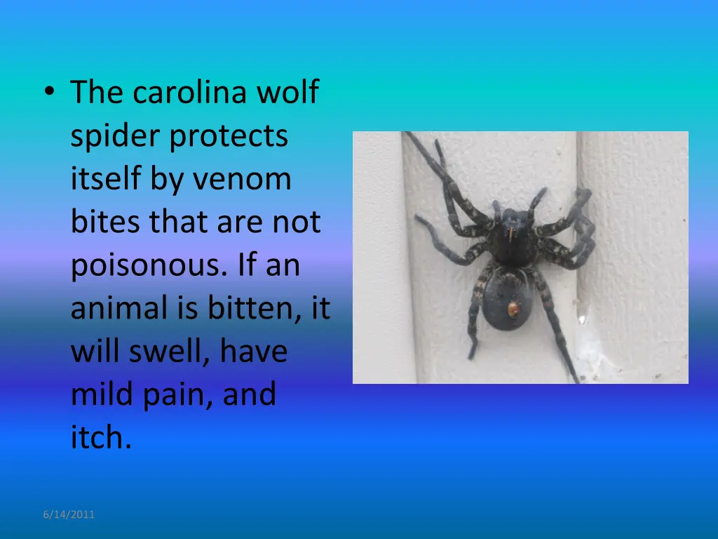 the carolina wolf spider protects itself by venom