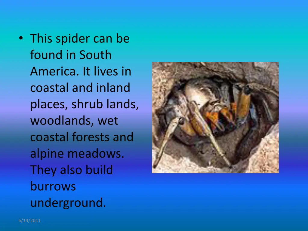 this spider can be found in south america