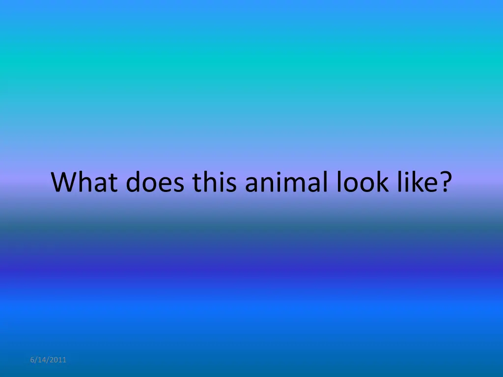 what does this animal look like