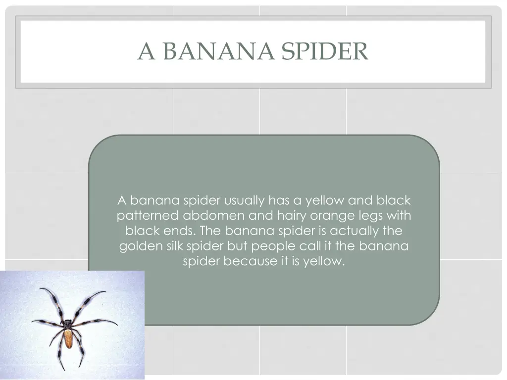 a banana spider