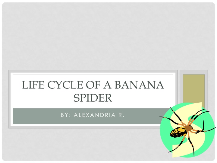 life cycle of a banana spider