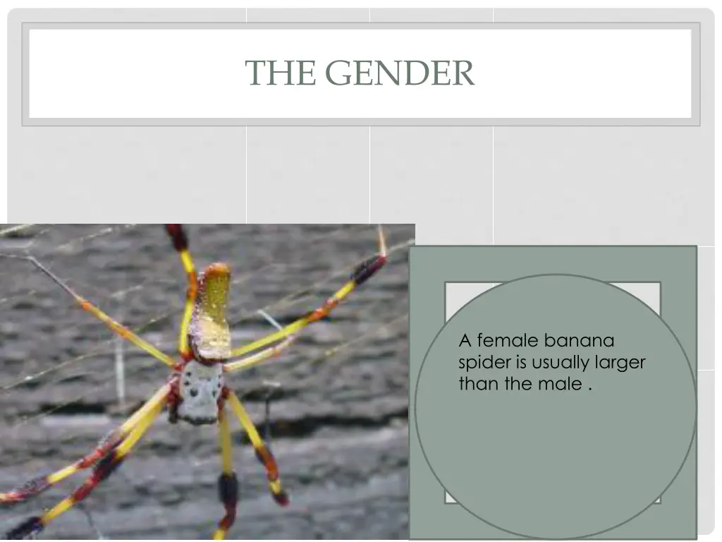 the gender