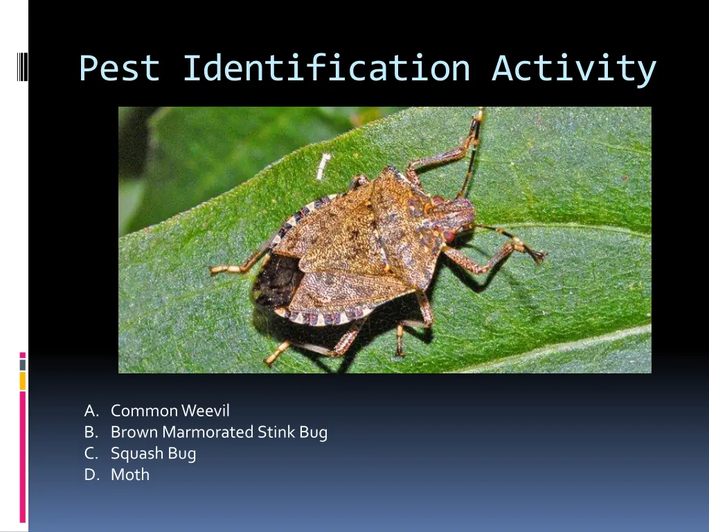 pest identification activity 1