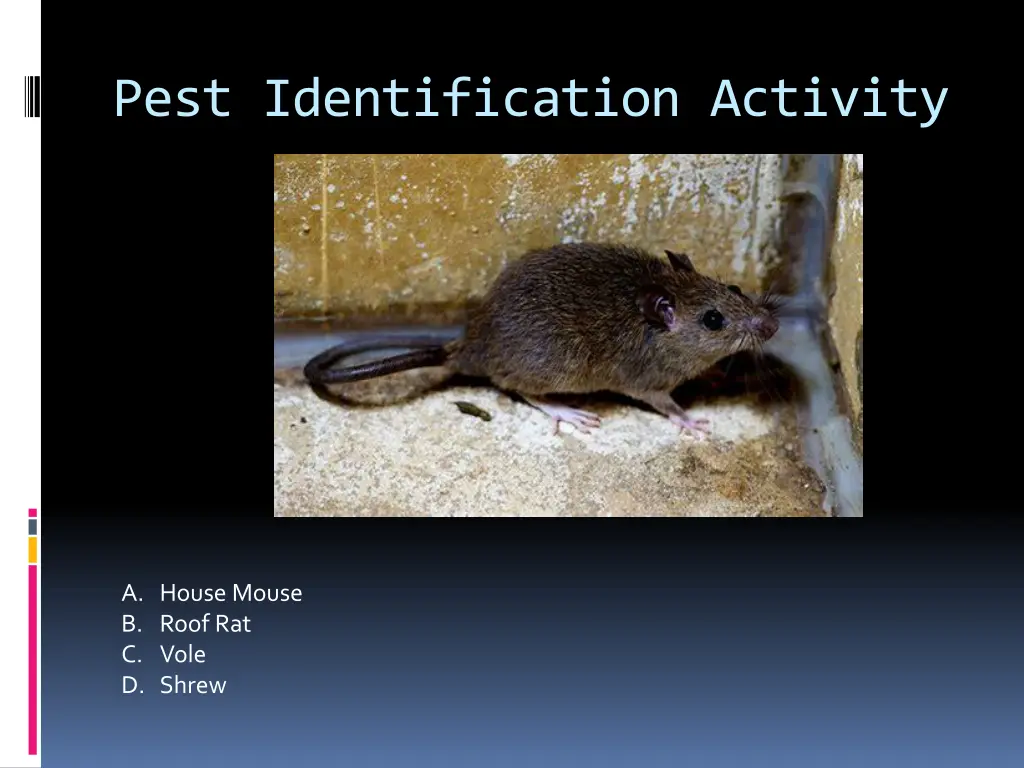 pest identification activity 13