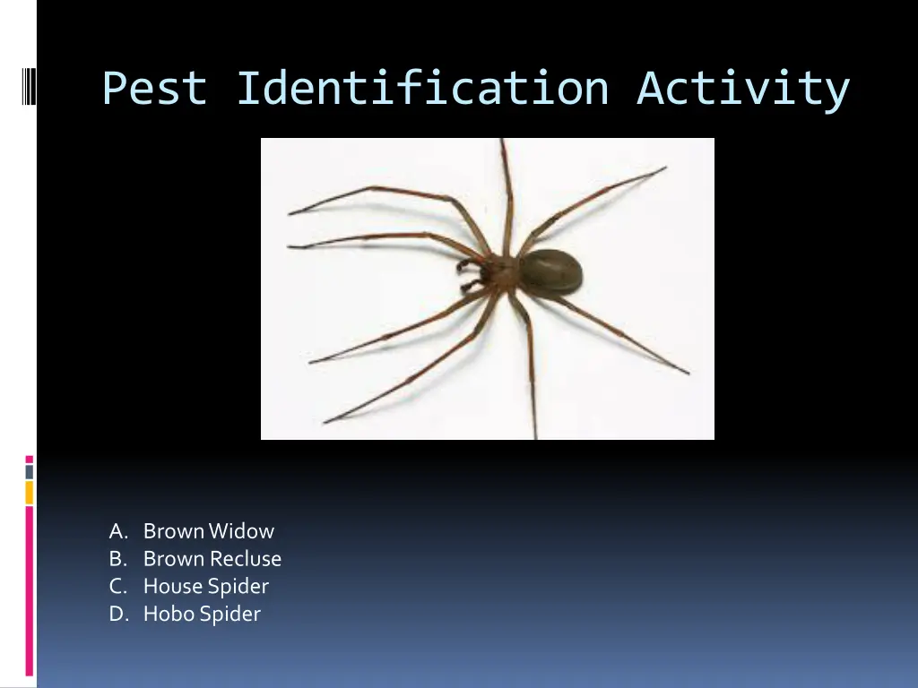 pest identification activity 15