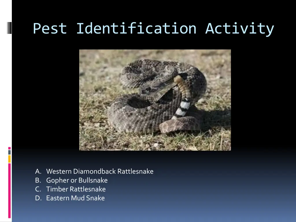 pest identification activity 17