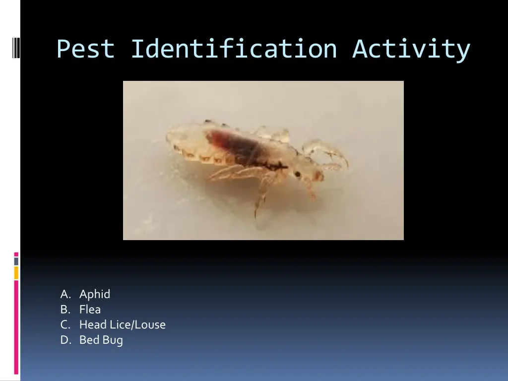 pest identification activity 18