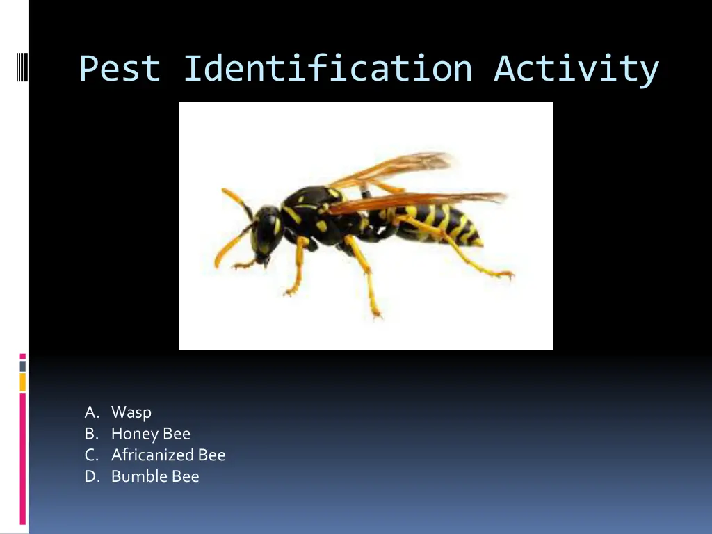 pest identification activity 19