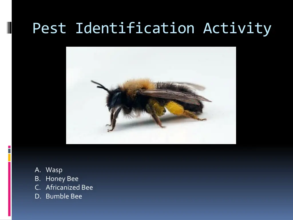 pest identification activity 20