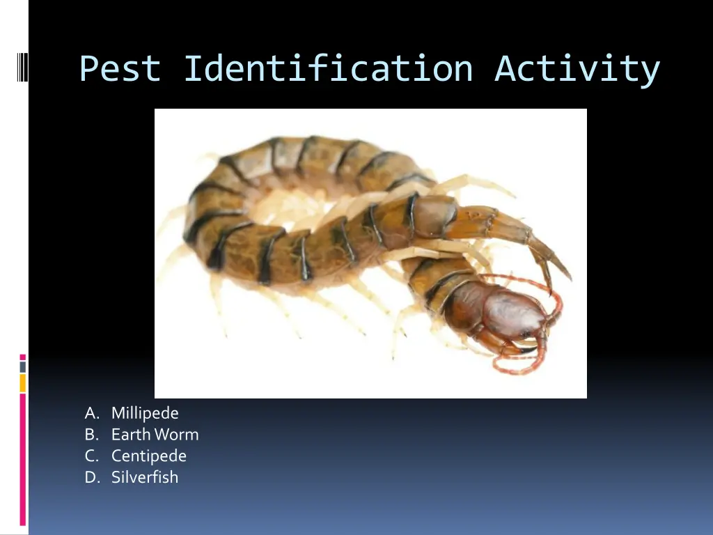 pest identification activity 21