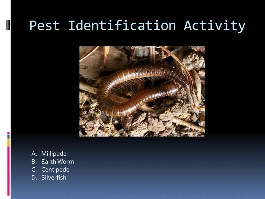 pest identification activity 22