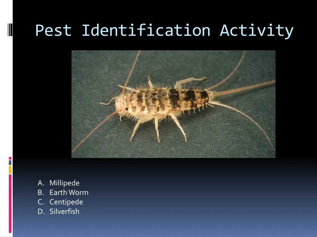 pest identification activity 23