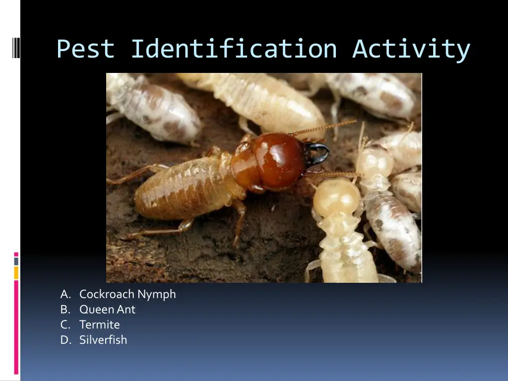 pest identification activity 24