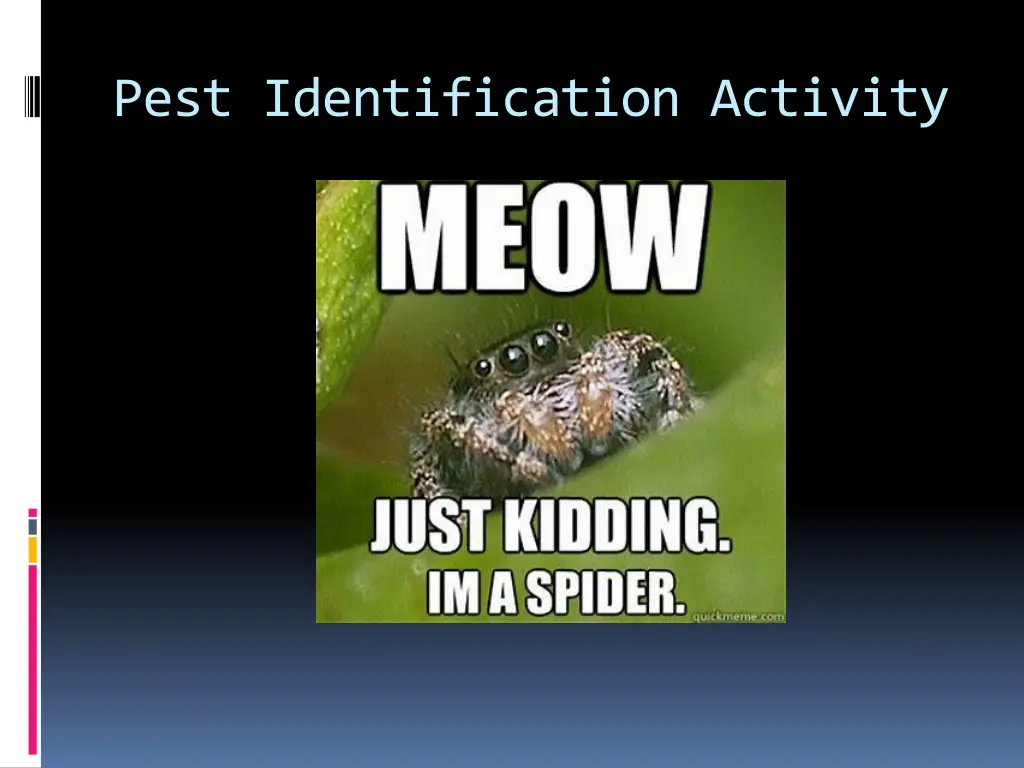 pest identification activity 25