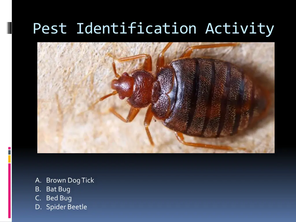 pest identification activity 4