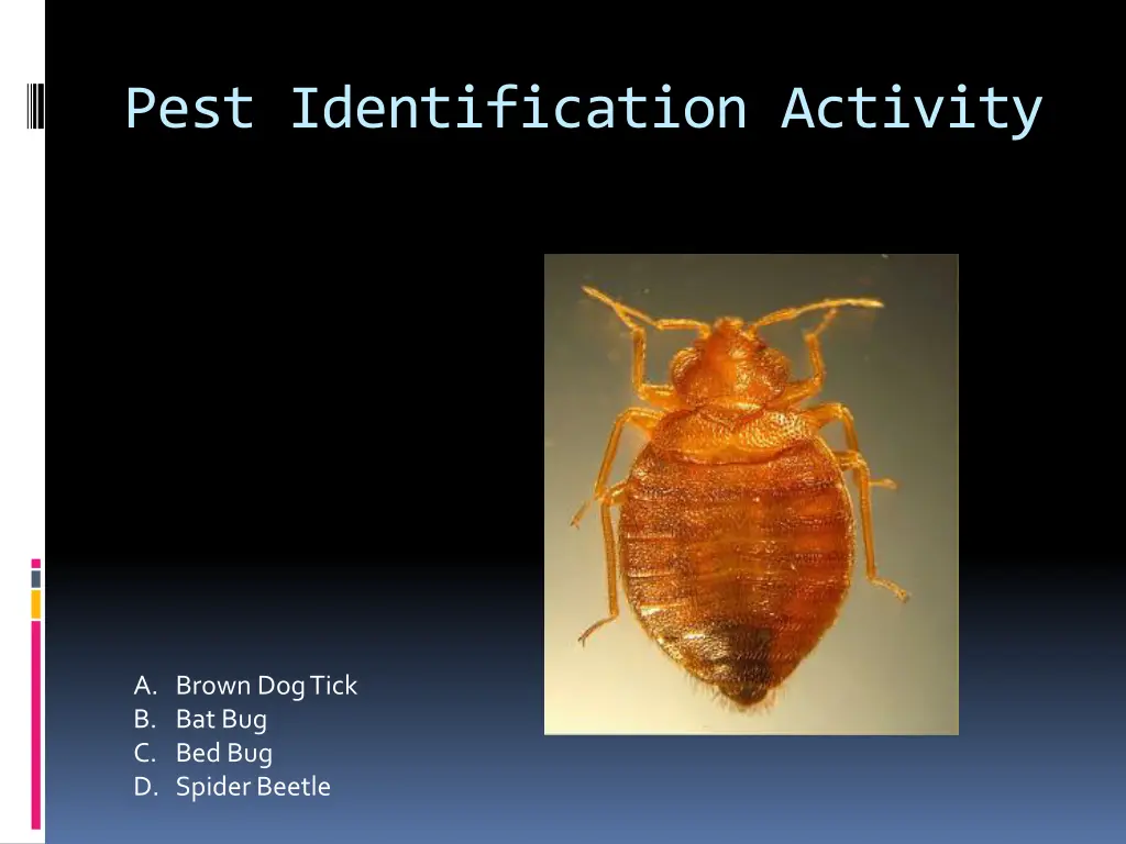 pest identification activity 5