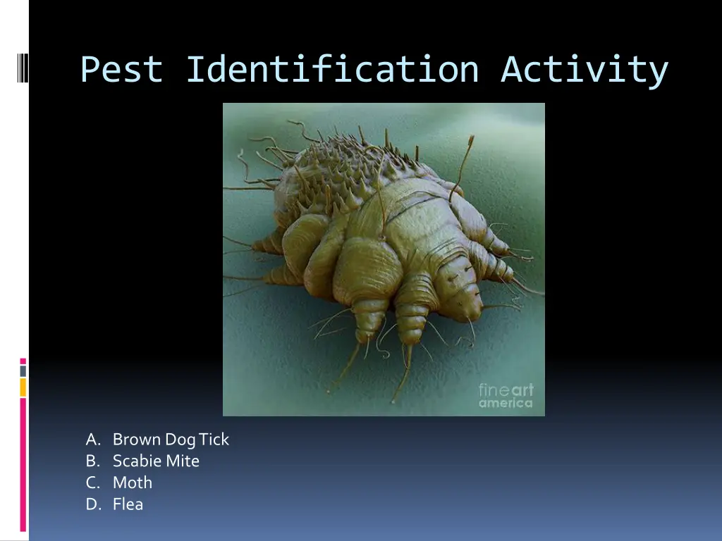 pest identification activity 6