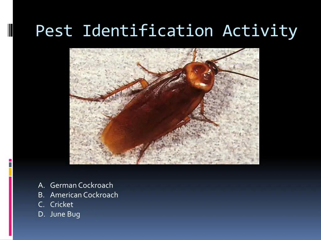 pest identification activity 7