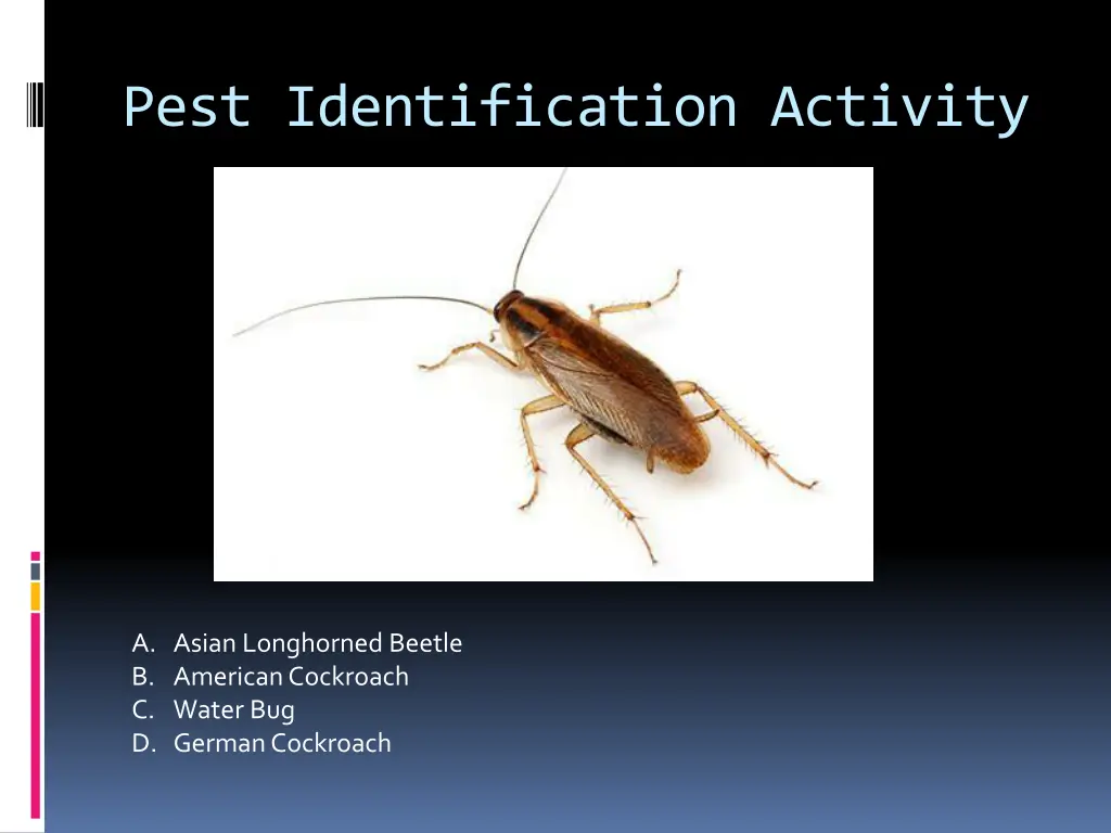 pest identification activity 8