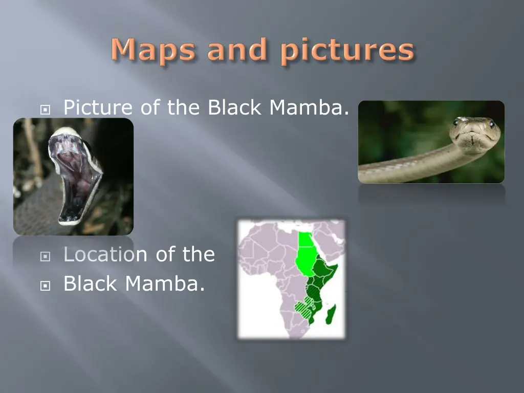 picture of the black mamba