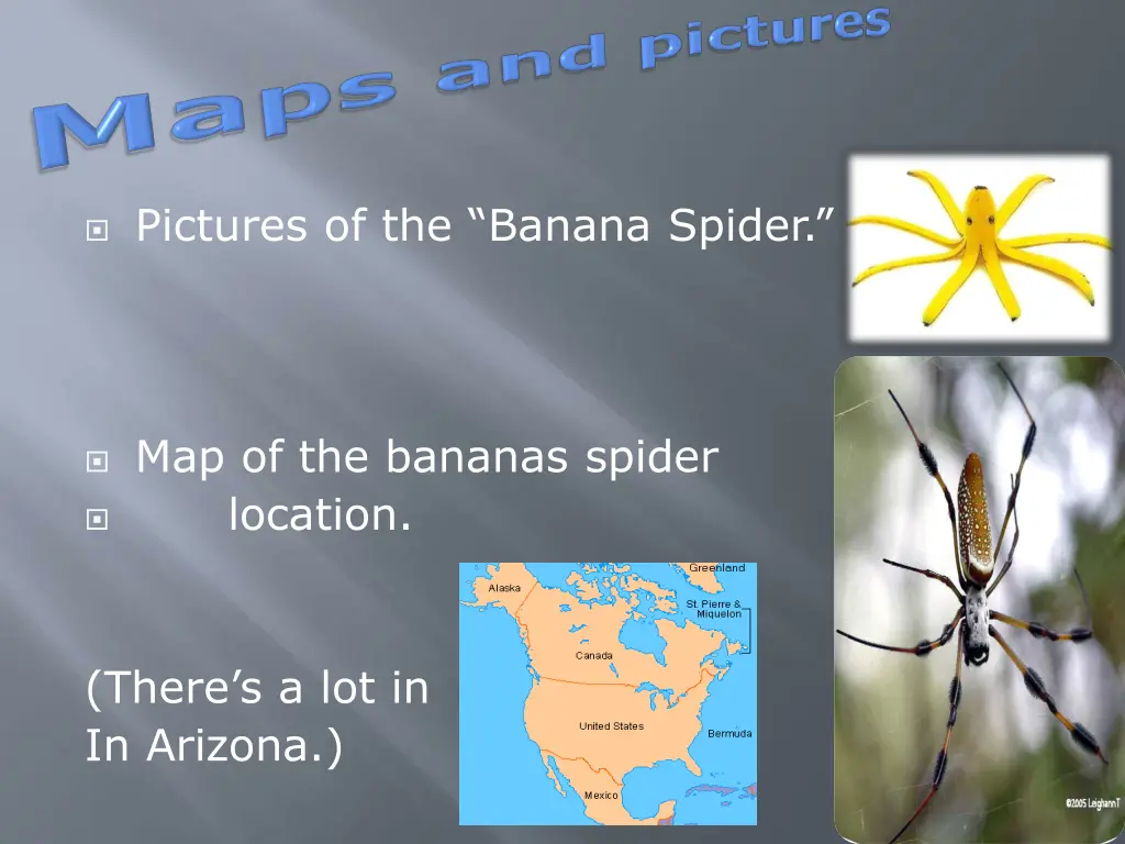 pictures of the banana spider