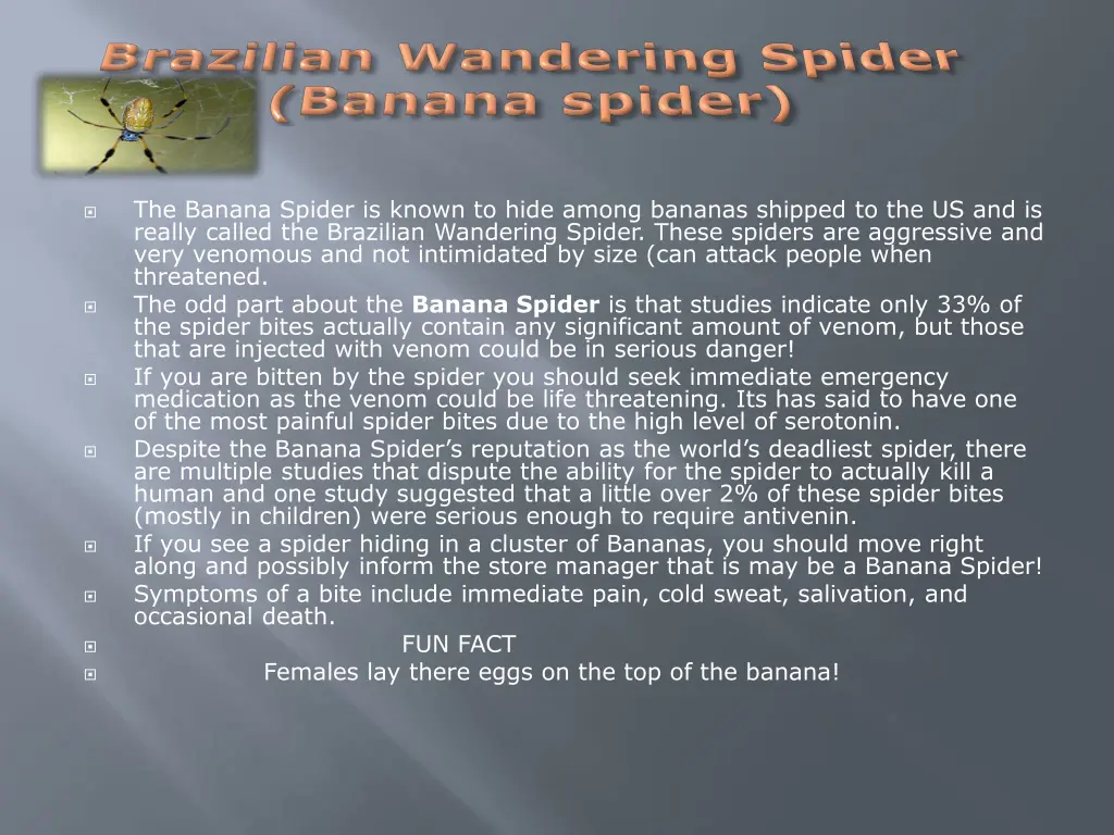 the banana spider is known to hide among bananas