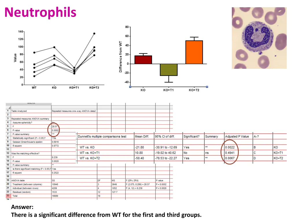 neutrophils