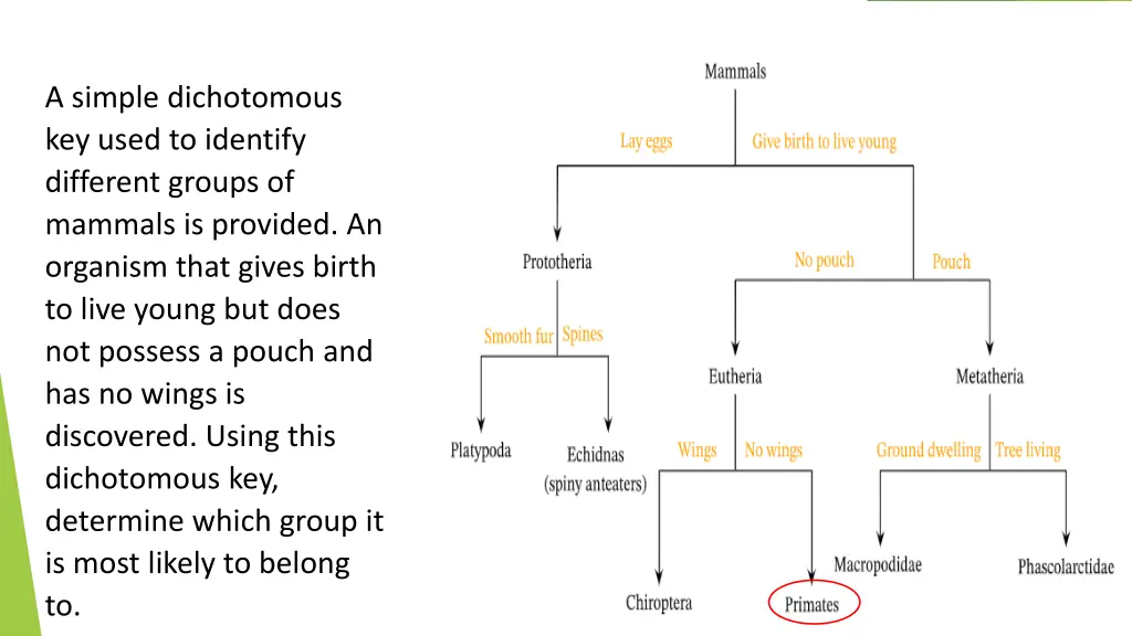 a simple dichotomous key used to identify 1