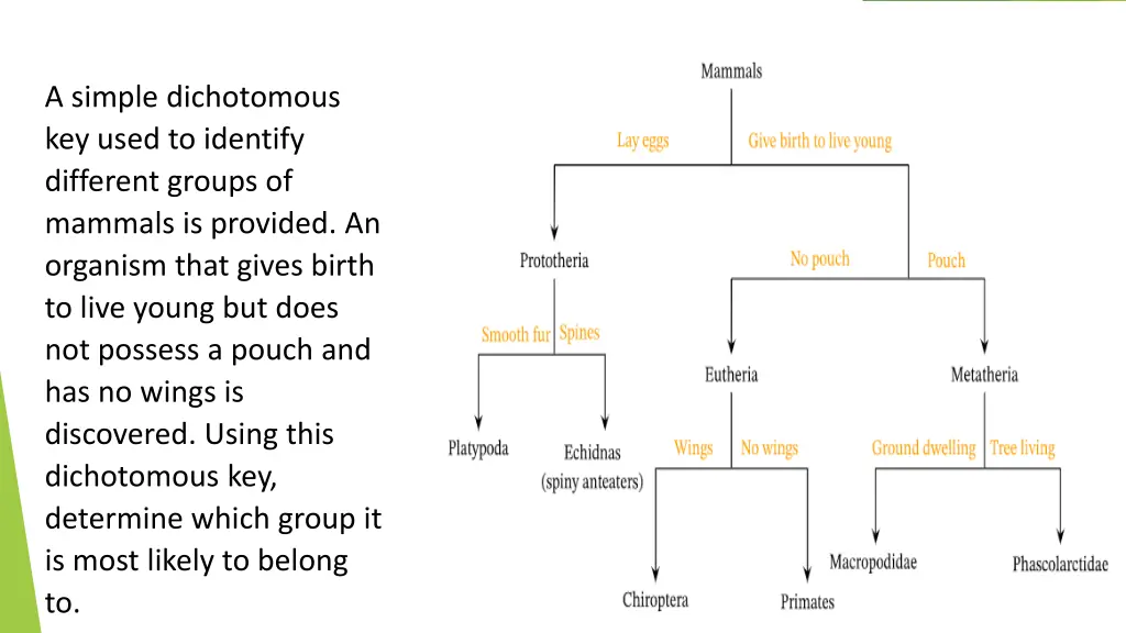 a simple dichotomous key used to identify