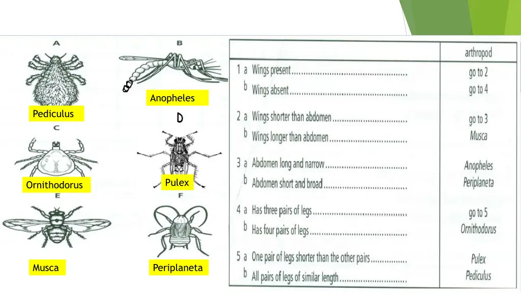 anopheles