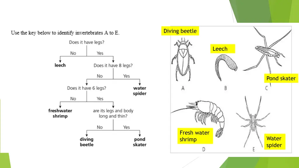 diving beetle