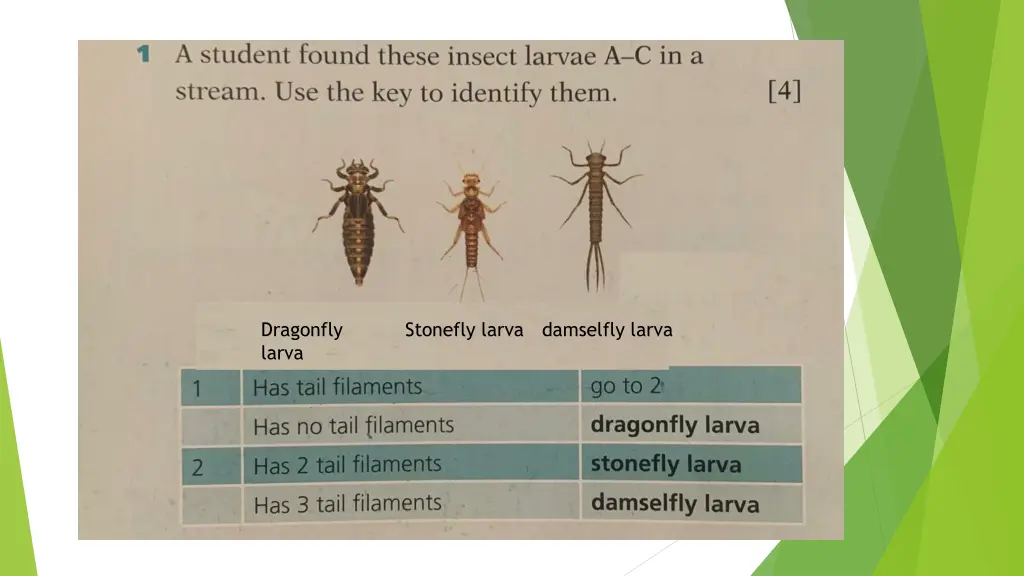 dragonfly larva